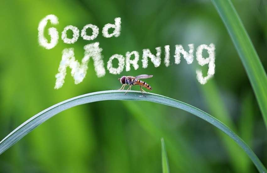 good morning, good morning messages, good morning image, good morning images, good morning wishes images, good morning quotes
