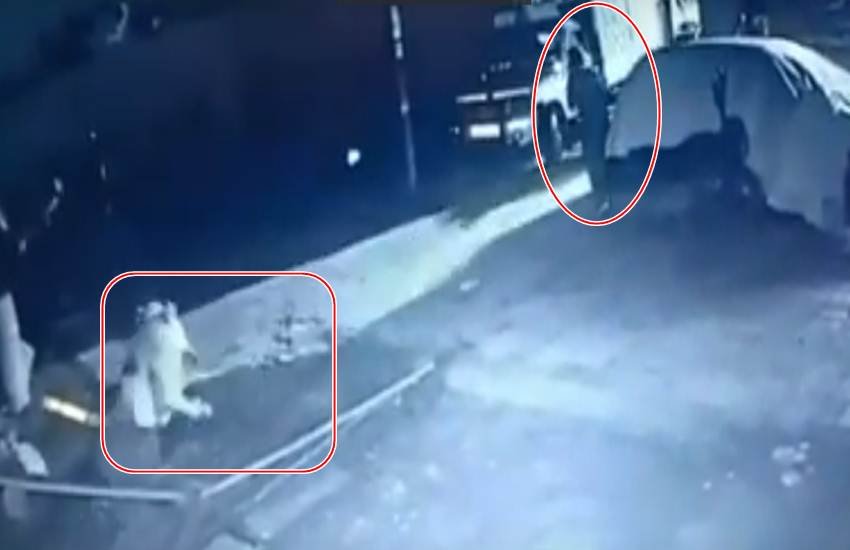 शेर को डंडे से भगाते सरपंच। (Photo: Viral Video Grab)