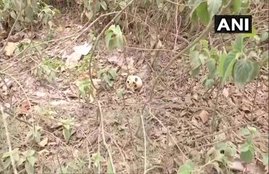 Human skeletal, ri Krishna Hospital, muzaffarpur, muzaffarpur dm, nitish kumar, jdu, rjd, bihar news, chamki bukhar