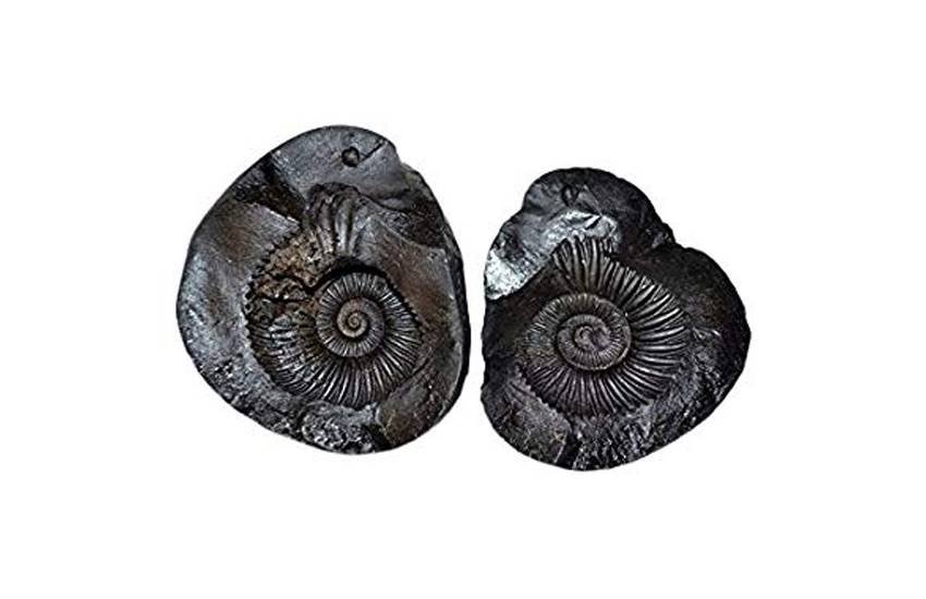 Shaligram, Laxmi Narayan, benefits of Shaligram, benefits of Laxmi Narayan Shaligram, Shaligram ke fayde