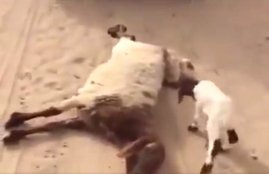 PETA