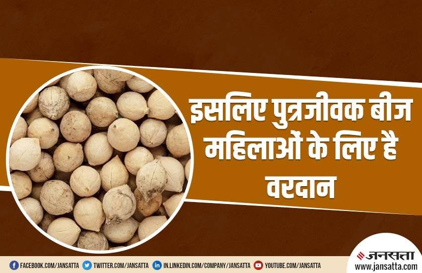 Putrajeevak, Putrajeevak beej, Putrajeevak Benefits in Hindi, Putrajeevak beej Benefits, पुत्रजीवक फायदे, पुत्रजीवक बीज के फायदे, पुत्र के लिए पुत्रजीवक बीज,