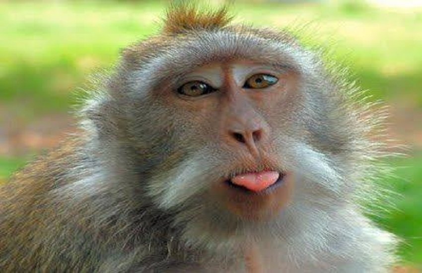 Funny Monkeys