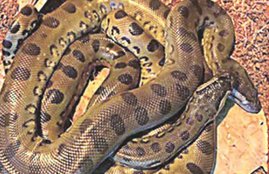 parthenogenesis, anaconda,