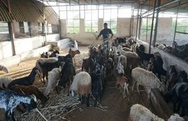 bakrid, gujarat news, vadodara, animal right activist, goats and sheeps, animal marked, Sarvadharm Jeevdaya Samiti, Hindi news, news in Hindi, latest news, today news in Hindi