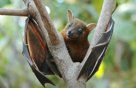 bats