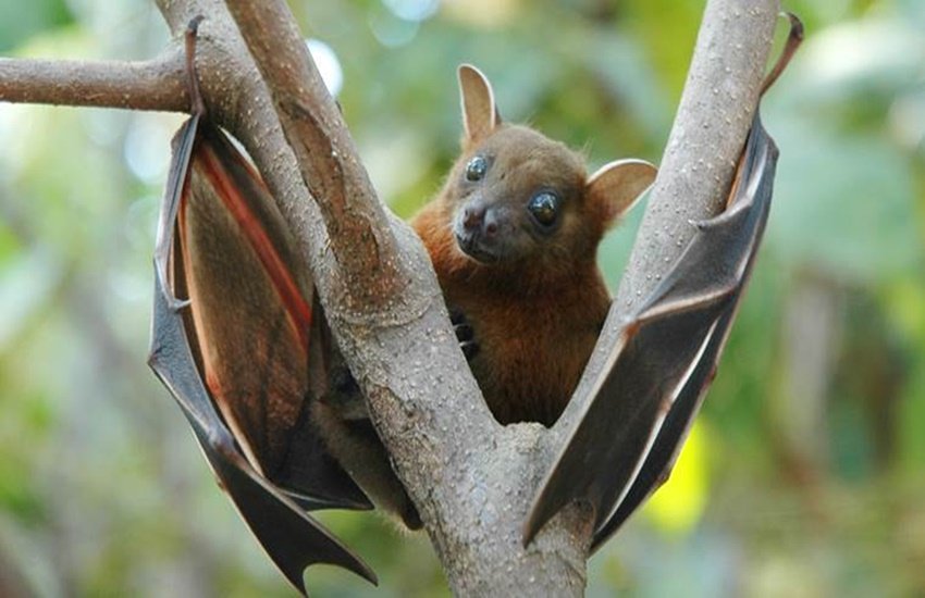 bats