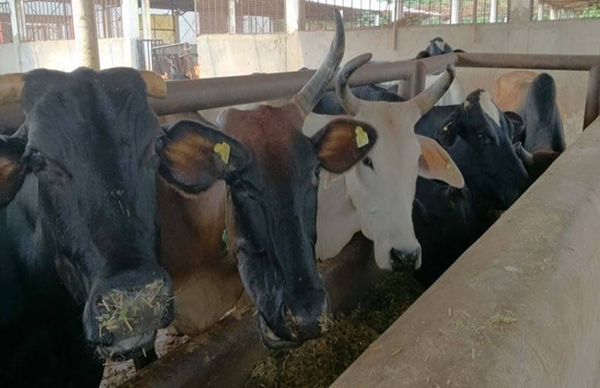 सरकार ने किसानों को आपस में गायों के खरीद बिक्री की अनुमति दे दी है। (प्रतीकात्मक तस्वीर)