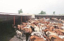 MP: कमलनाथ सरकार का ऐलान- प्रदेश में बनेगी 300 एयर कंडीशन स्मार्ट गोशालाएं