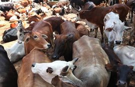 cow