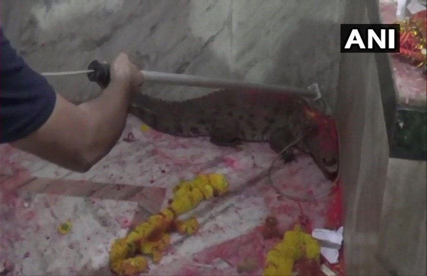 मंदिर में घुसा मगरमच्छ (फोटो सोर्स: ANI)