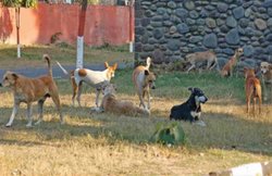 शौच के लिए गई थी महिला, कुत्तों ने घेर कर मार डाला