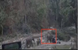 Elephants, Corbett Tiger Reserve, Ramnagar Corbett Reserve, social media, Bhakrakot, tourism, almora