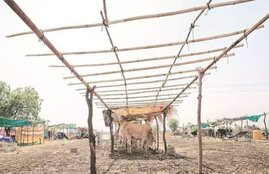 fodder scam, Bihar fodder scam, CM fdadnavis, farmers, shiv sena, bjp, kisan, lalu yadav, rjd, chara ghotala