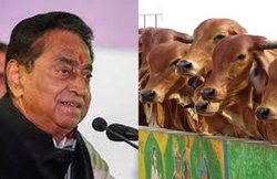 MP: मॉब लिंचिंग रोकने के लिए कमलनाथ सरकार लाएगी सख्त कानून, गोरक्षा के नाम पर हिंसा के लिए सजा का प्रावधान