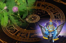 shami tree, shami, shani dosh ke upay, astrology, shani worshop method, shami tree worshop method, shani mantra, shnai stotra, benefits shami tree, shami tree benefits, shani dev, शमी के पेड़ की पूजा, शमी के पेड़ की पूजा कैसे करें, religion news