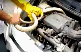 snake found in Hyundai Xcent car, snake found in car, snake shocking video, snake catching video, adventure snake video, python found in snake, tirumala temple
