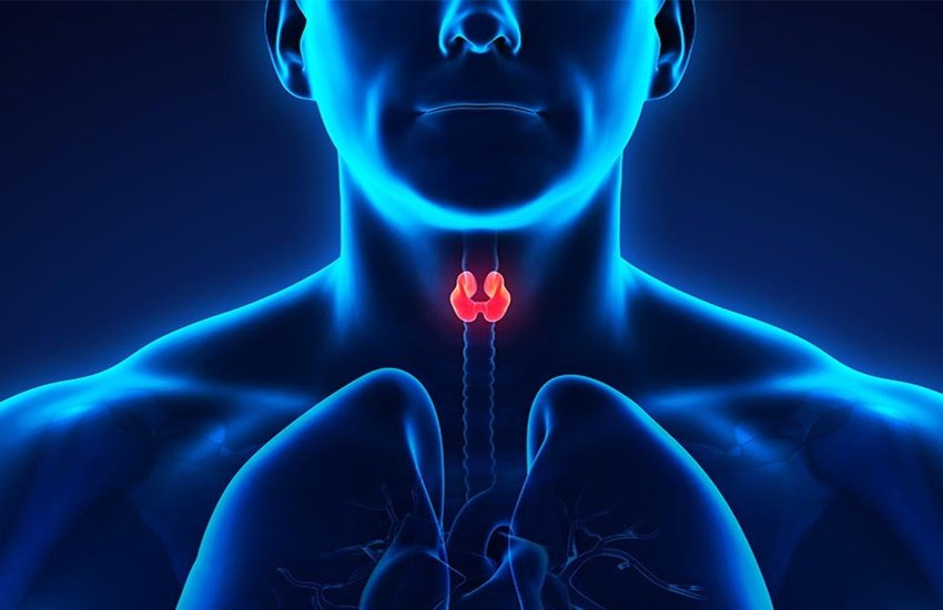 थायरॉयड (Source: Dreamstime) थायरॉयड (Source: Dreamstime)