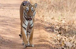 युवक को जबड़े में जकड़ जान ले रहा था बाघ, चार दिन में दूसरे हमले से दहशत में लोग