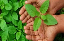 सर्दी-जुकाम ठीक करने के अलावा खाली पेट तुलसी खाने के हैं और भी कई फायदे