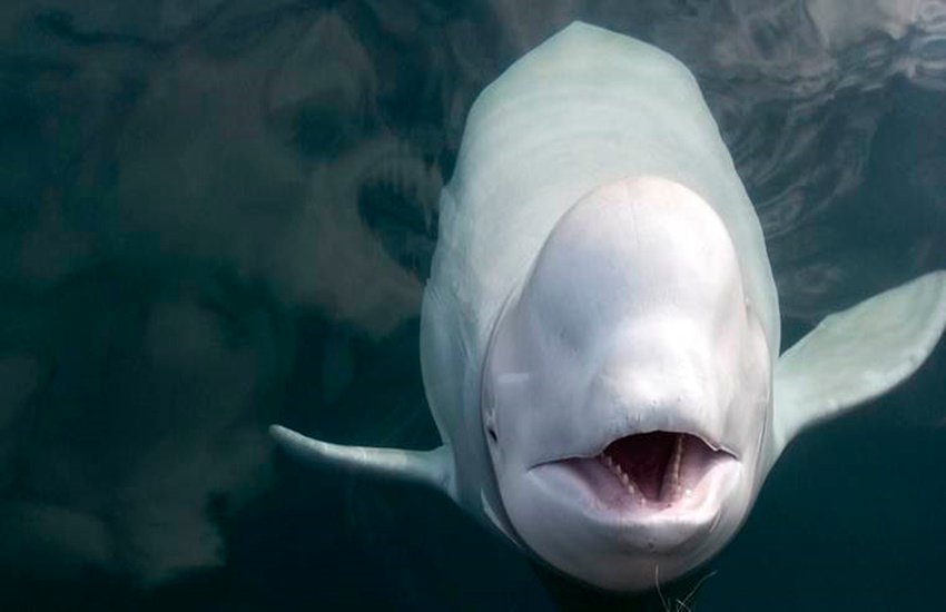 sperm fish, vomat sperm fish, vomat