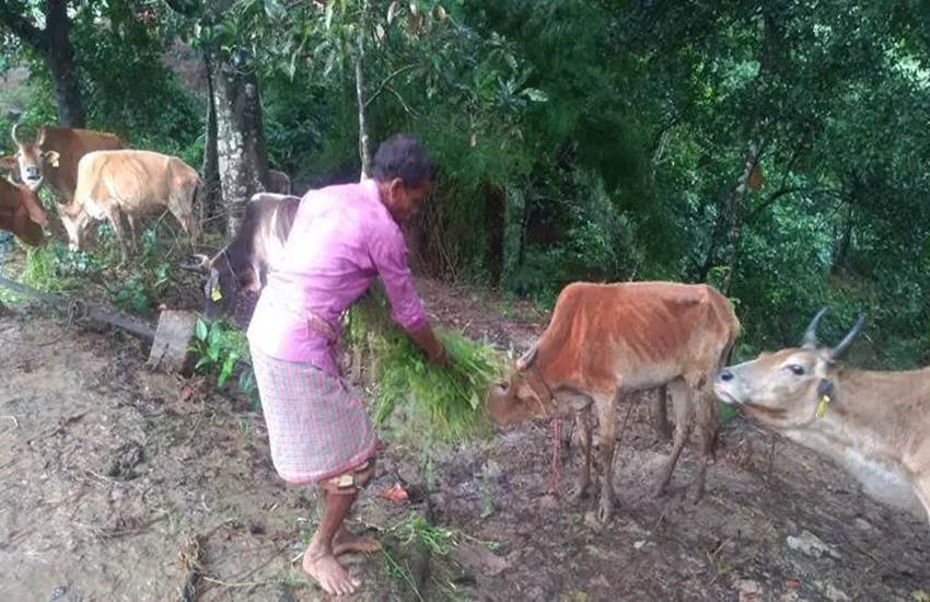 त्रिपुरा के देवीपुर गांव में गौशाला से कम से कम 60 गायों के चोरी होने का मामला सामने आया है। (फोटो-Indian Express)