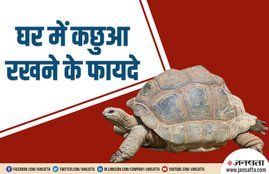 vastu tips for keep tortoise at home, fengshui tips for keep tortoise at home, fengshui tips for placing tortoise, benefits of tortoise, is keeping tortoise is good for home, how to use tortoise in home, why tortoise is lucky