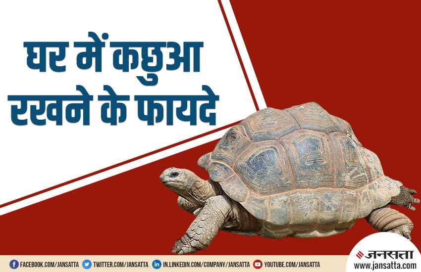 vastu tips for keep tortoise at home, fengshui tips for keep tortoise at home, fengshui tips for placing tortoise, benefits of tortoise, is keeping tortoise is good for home, how to use tortoise in home, why tortoise is lucky