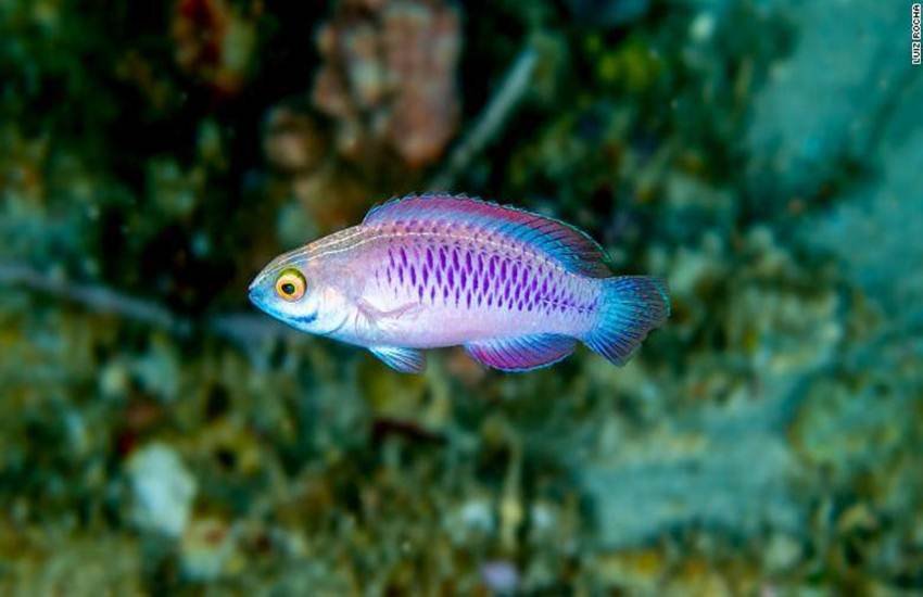 Cirrhilabrus Wakanda, vibranium fairy wrasse, new fish found, marvel movie, black panther, black panther movie, black panther avenger, african fish, wakanda
