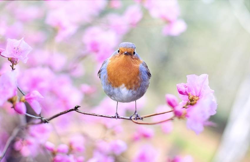 world nature conservation day 2019 world nature conservation day 2019 theme today 28,338 species of wildlife, on the brink of destruction iucn released red list