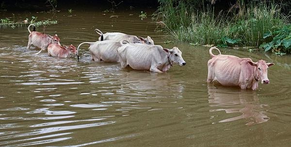 गोलाघाट प्रशासन ने उद्यान के आस-पास सीआरपीसी की धारा 144 लगा दी है क्योंकि बाढ़ की वजह से पशु यहां से निकलकर अपनी सुरक्षा में ऊंचाई वाले स्थान की तलाश में राष्ट्रीय राजमार्ग को पार कर कार्बी आंगलोंग पर्वतीय क्षेत्र की ओर जा रहे हैं।(PTI Photo)