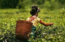 assam