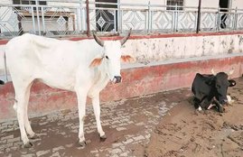 Madhya Pradesh, gau rakshaks, Cow vigilantes, Indore, kesarbaug Bridge, Rajendranagar Police Station, beef and other meat, veterinary doctor, Kamal Nath government, CM Kamal Nath, anti-cow slaughter law, india news, Hindi news, news in Hindi, latest news, today news in Hindi