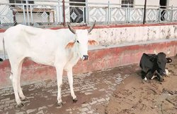 मध्य प्रदेश: गोरक्षकों ने बीफ ले जाने के शक में की मारपीट, पुलिस ने दो युवकों को किया गिरफ्तार