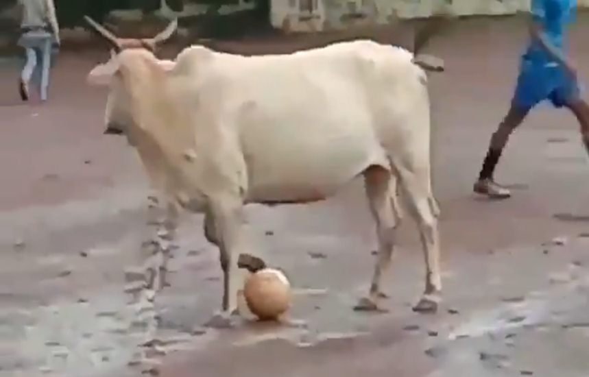 फोटो वायरल हो रहे वीडियो से ली गई है। फोटो वायरल हो रहे वीडियो से ली गई है।