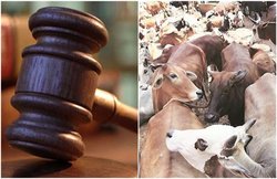 MP: गोरक्षा के नाम पर हिंसा पड़ेगी महंगी, कमल नाथ सरकार ने पेश किया 5 साल तक की सजा वाला विधेयक