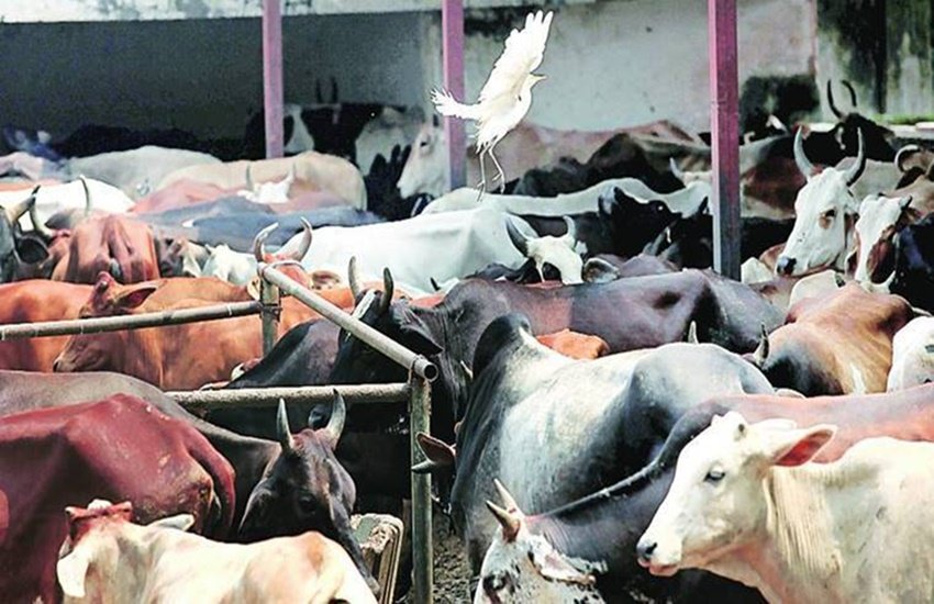 प्रतीकात्मक फोटो (फोटो सोर्स: इंडियन एक्सप्रेस)