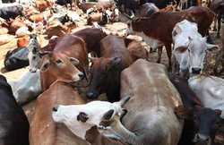 गो-तस्करी कर रहे 25 लोगों को गौरक्षकों ने दबोचा, हाथ बांधकर 2km तक मारते पीटते पहुंचाया थाना