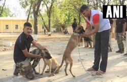 MP: डॉग स्क्वाड के ट्रांसफर पर BJP का तंज, कहा- वाह री कमलनाथ सरकार तबादला उद्योग में कुत्तों को भी नही छोड़ा