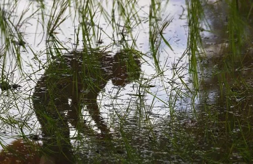 प्रतीकात्मक फोटो (फोटो सोर्स: इंडियन एक्सप्रेस)