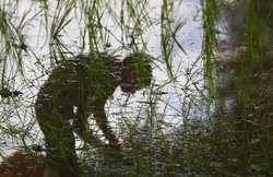 Maharashtra: कर्ज से परेशान किसान ने अपने ही खेत में किया आत्महत्या का प्रयास, साहूकार बनाने लगा वीडियो