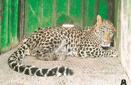 leopard