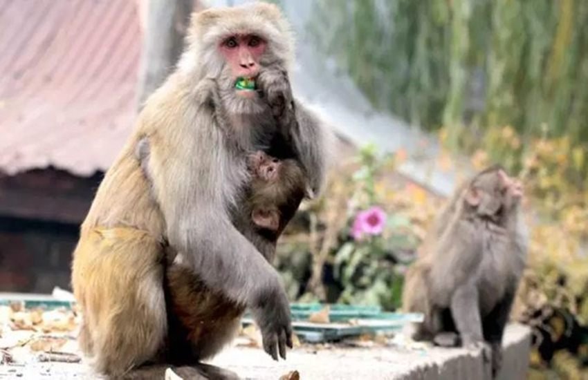 crime, crime news crime, crime news