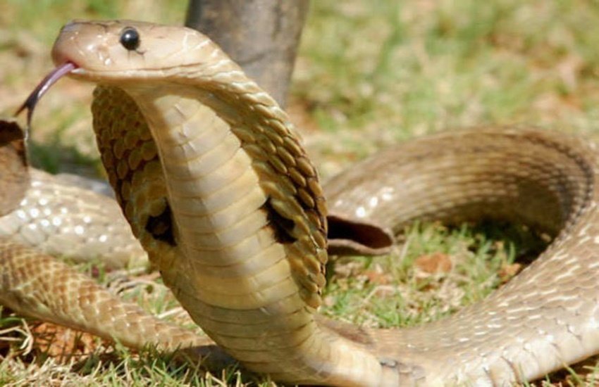 nag panchami 2019 significance, nag panchami 2019 subh yoga, when is nag panchami 2019, nag panchami 2019 kab hai, why we celebrate nag panchami 2019