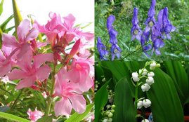 castor bean, Rosary Pea, Oleander, Aconite, Hemlock tree, lily of the wally, Dangerous plant for human,