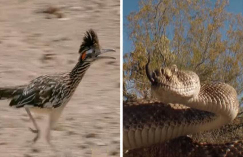 Snake vs bird, bird fight with snake, national geographic, discovery, roadrunner bird, chaparral birds, chaparral cocks, snake fight, snake poison, discovery india, hunting, dessert