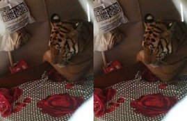 tiger