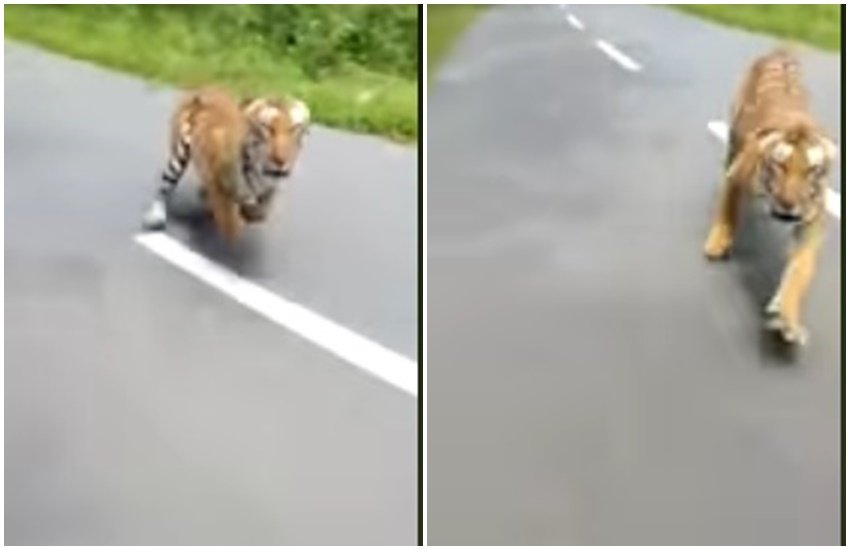 tiger, wildlife tiger, wildlife