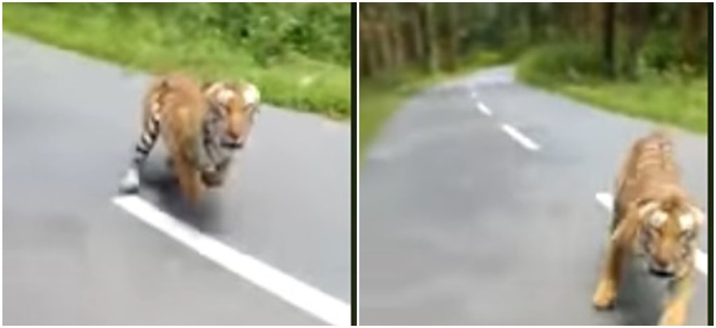 कैमरे में कैद बाघ फोटो सोर्स - फेसबुक, @Forests and Wildlife Protection Society - FAWPS कैमरे में कैद बाघ फोटो सोर्स - फेसबुक, @Forests and Wildlife Protection Society - FAWPS