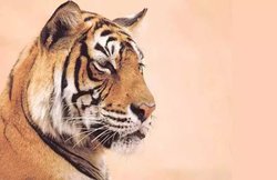 International Tiger Day 2019/Slogan/Msg/Wallpaper: बाघों से जुड़ी इन बातों के बारे में नहीं है बहुत से लोगों को जानकारी